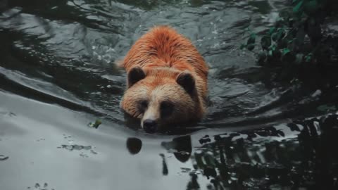 A bear cooling down and going for a nice swim