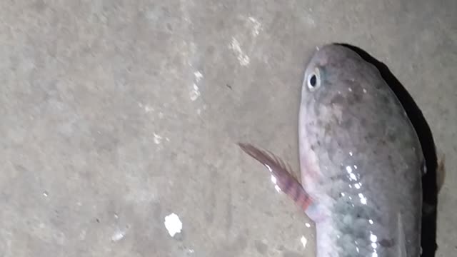 Fish without water ......fish live video...