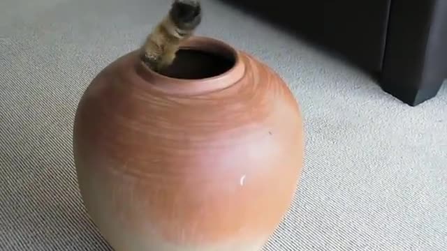 funny Fat cat in pot