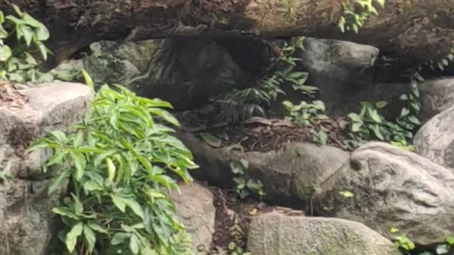 The white tiger at Singapore zoo