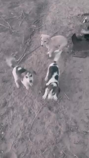 Cute puppy animal beautiful animals 😻😍