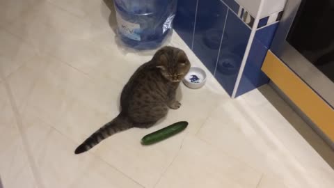 cat vs cucumber