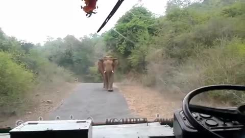 Elephant attack in pillur dam [SiGator]