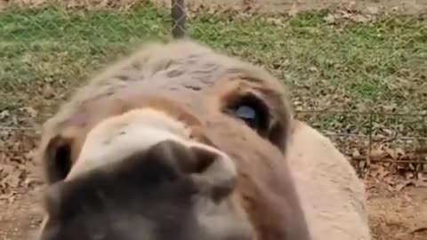 Funny animal video 0006