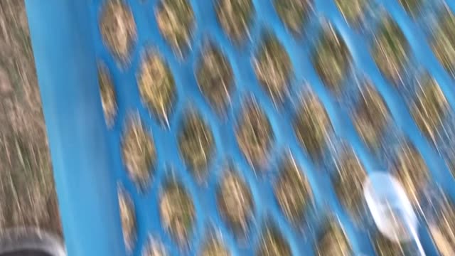 Vibrating Hampster
