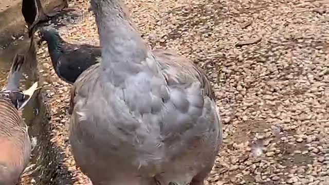 Look at my goose