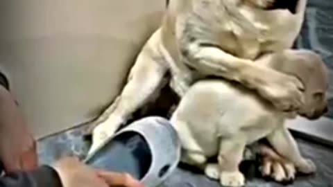 मां_का_प्यार_❤️❤️❤️_#shorts_#doglover_#dog_#pet_#dogvideo_#cutedog_#oscar_#jerry_#viral