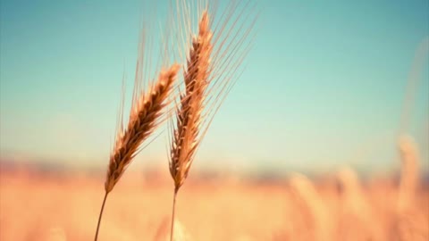 Come ha fatto Giuseppe in Egitto a conservare il grano per 7 anni?