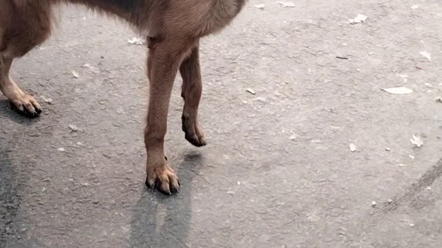 Dog Video Short By Kingdom Of Awais