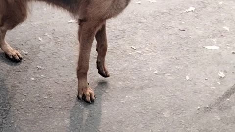 Dog Video Short By Kingdom Of Awais