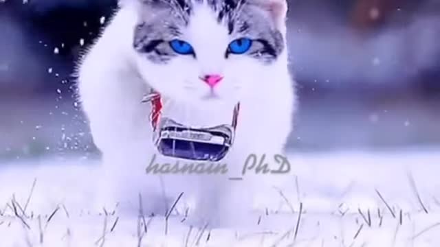 Blu eyes cat
