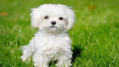 10 cute little dogs you will love