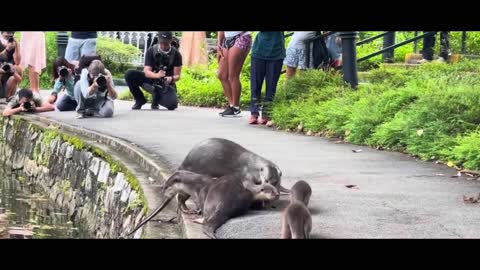 Little otter goes into the water for the first time, the last one is too funny