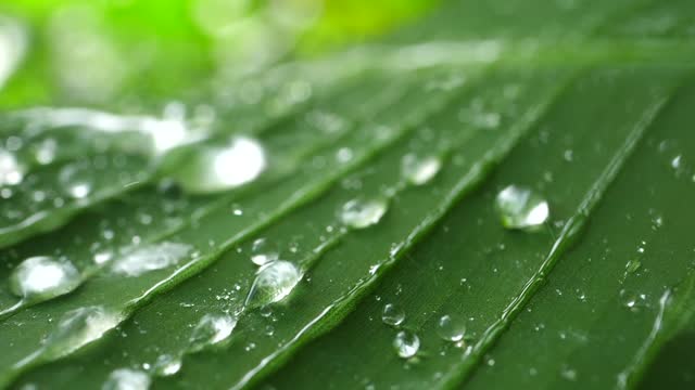 Small droplets of water tick ticking