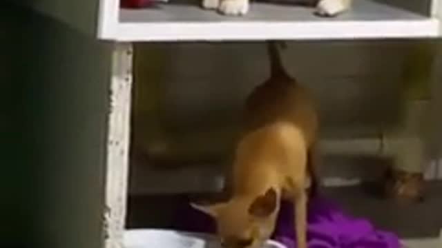 Gato no deja comer a el perro