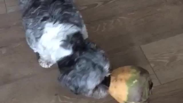 Grey dog playing with turnip on ground