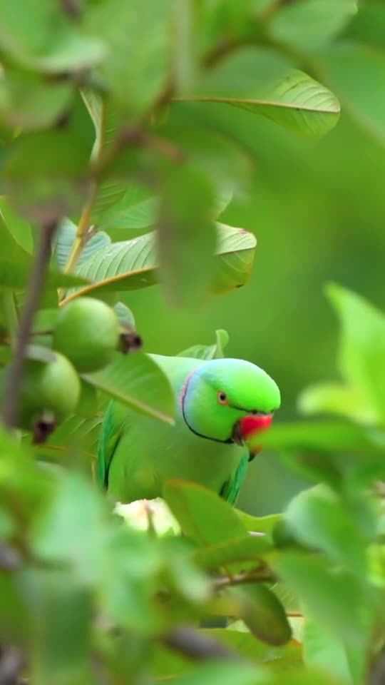 Animation is the method that encompasses myriad filmmaking