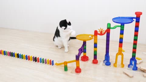 Cats Play with Dominos