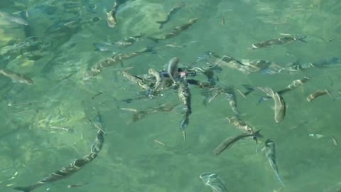 fish fight