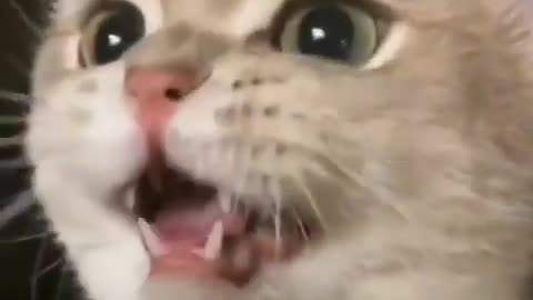 Cat crying