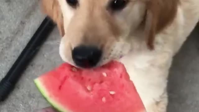 Dogs are so adorable