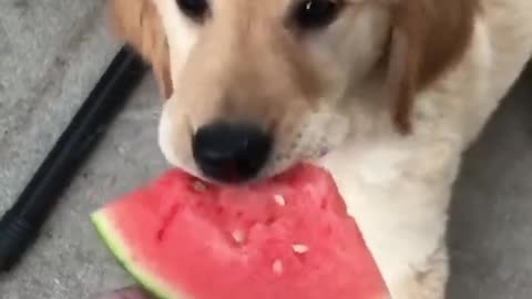 Dogs are so adorable