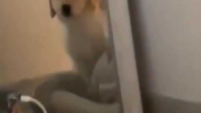 Cute and Funny Dog Videos Compilation 2021 😂😂 | FUNNY DOG | Funny animals #short