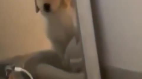 Cute and Funny Dog Videos Compilation 2021 😂😂 | FUNNY DOG | Funny animals #short