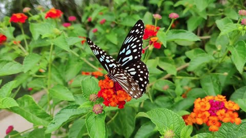 It is a very beautiful flower, a butterfly is sitting on it.