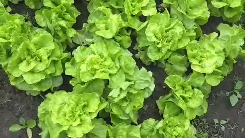 Beautiful lettuce garden