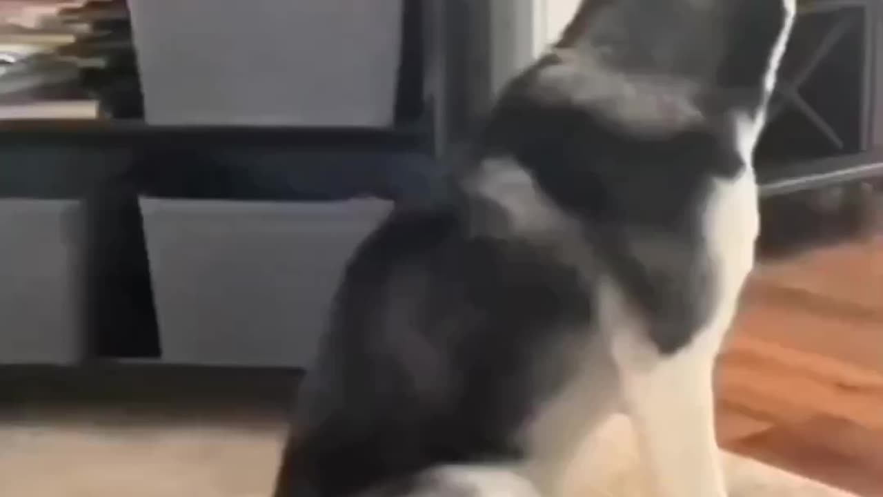 The look of disbelief 😂