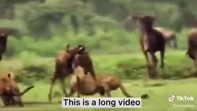 WILD ANIMALS HUNTING PREY COMPILATION #RELAX FOR LIFE