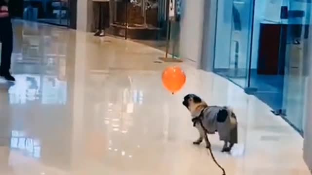 Your dog will not treat you as an enemy immediately after you grow up