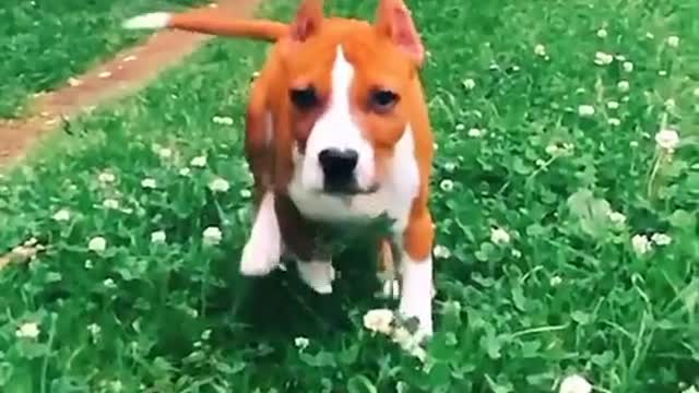 Baby Dogs Cute and Funny Dog videos