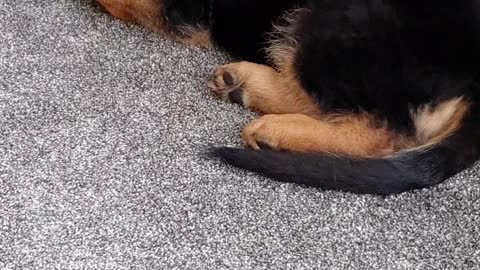 GSD Jake 11 weeks