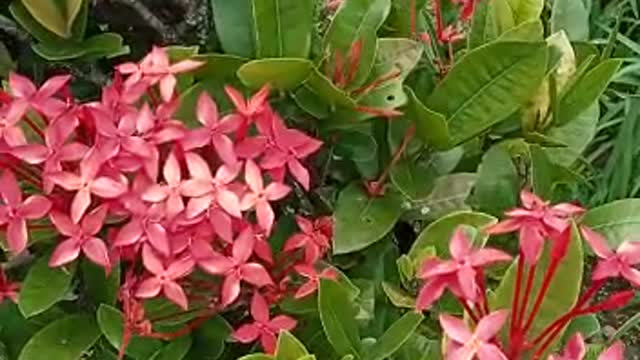 red flower in garden