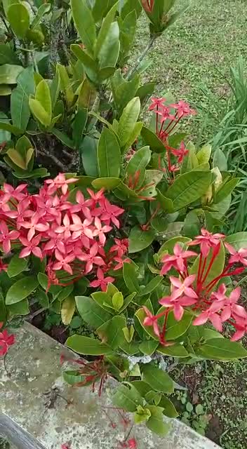 red flower in garden