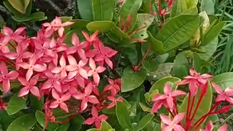 red flower in garden