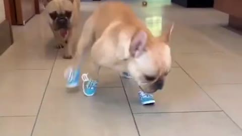 Cute and Funny Dog Videos