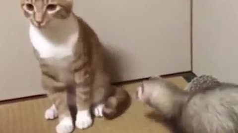 Animals play