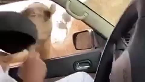 Arab guy feed camel