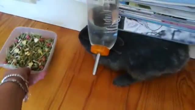 Grey bunny refuses food three times