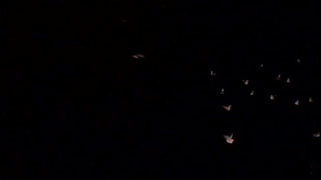 Birds in the sky at night