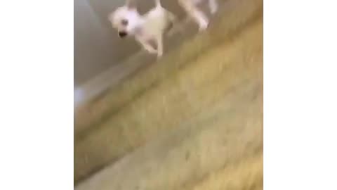 Dog Goes Downstairs Fail