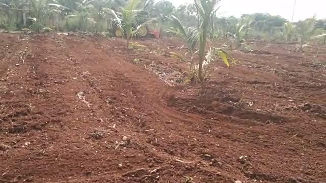 Coconut Farm