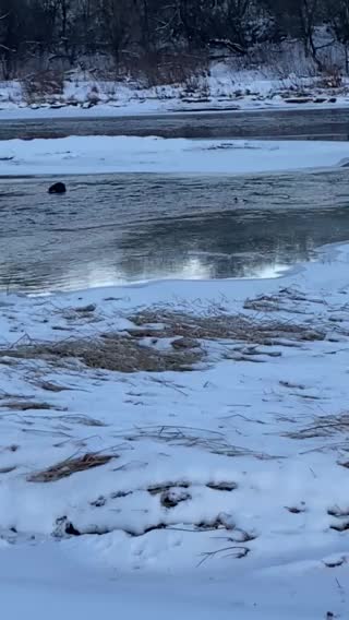 More of mr. otter and his buddy