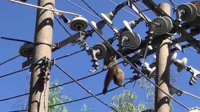 Monkeys running on electric poll