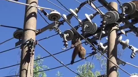 Monkeys running on electric poll