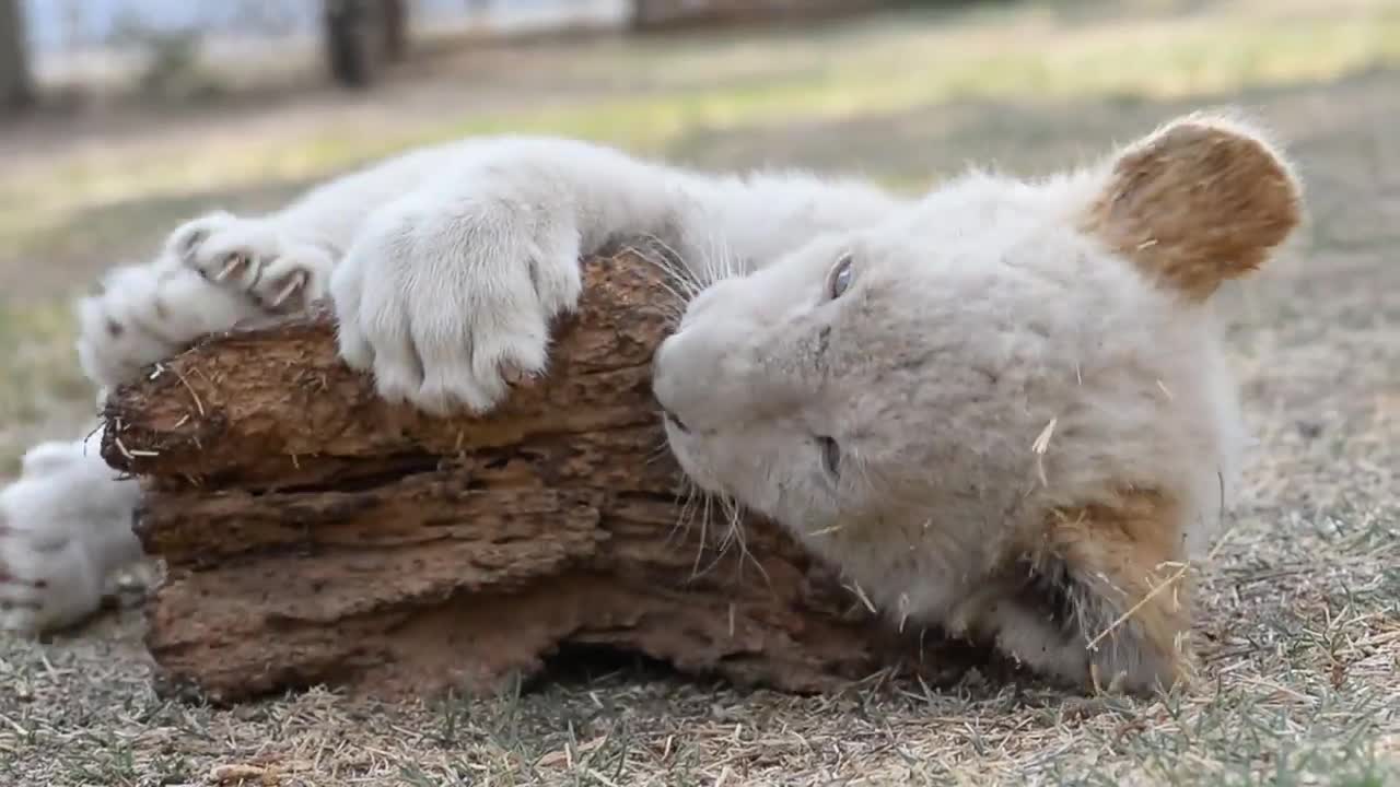 Cutest Lion Cub Ever Chewing on Wood