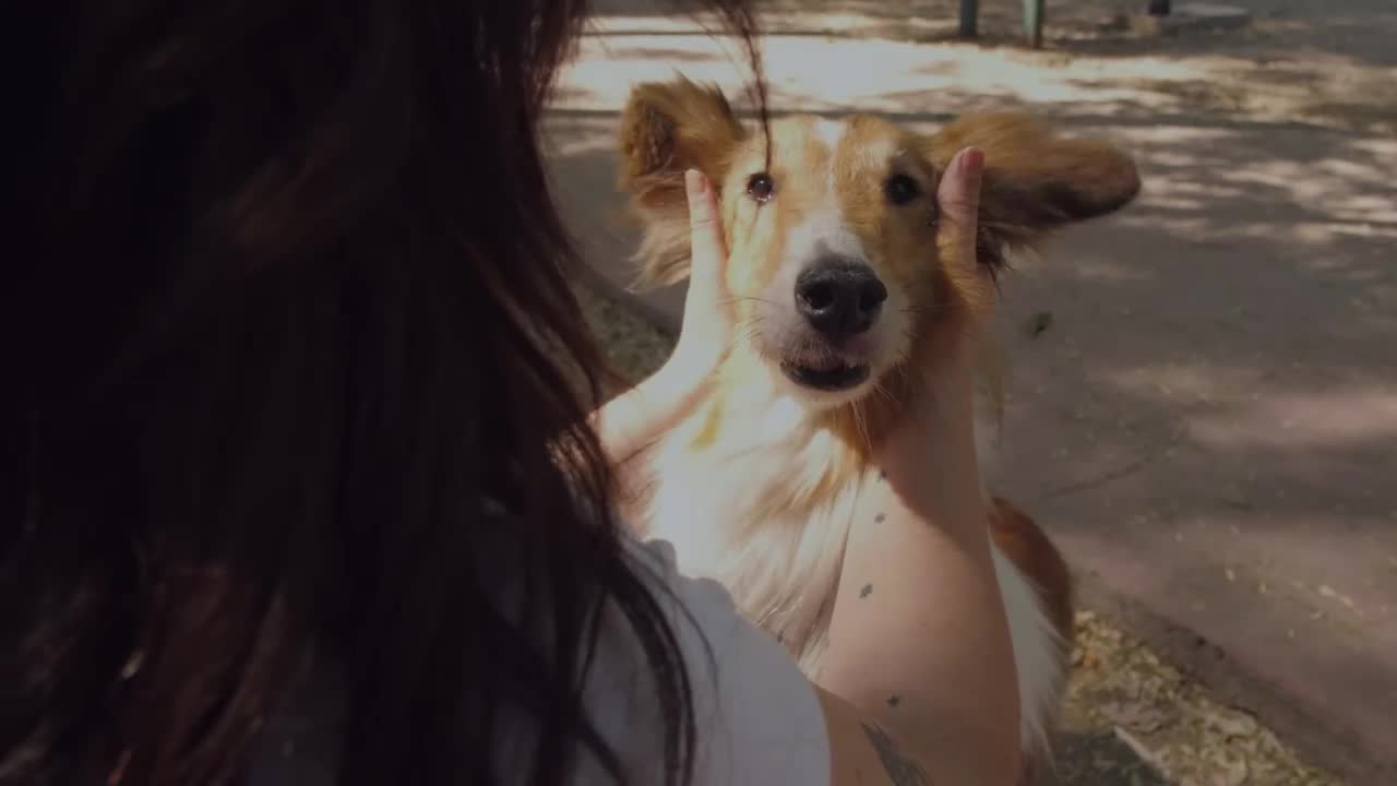 A girl petting a collie dog in the park